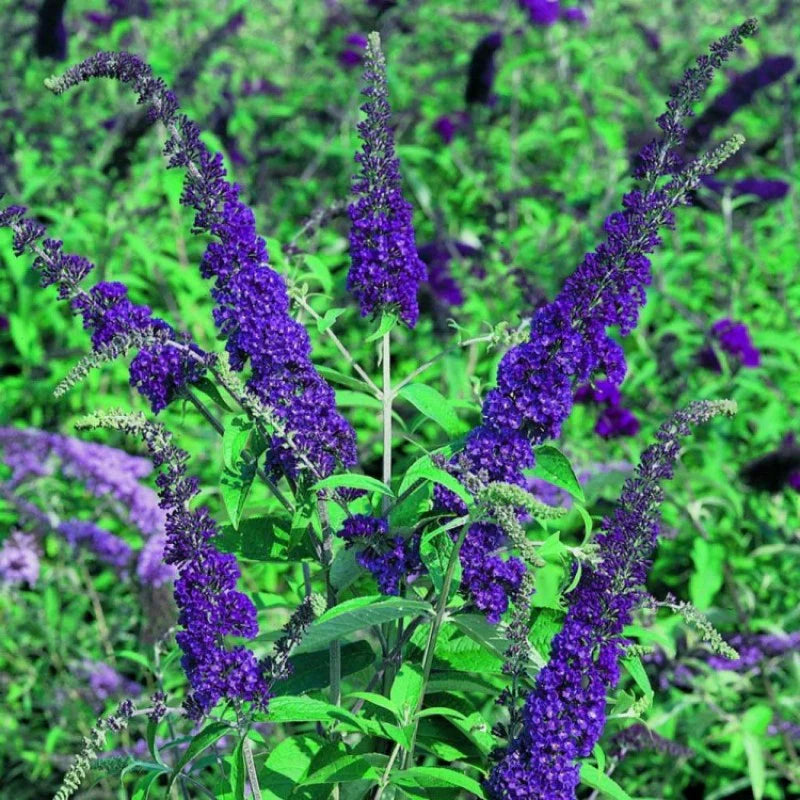 Buddleia Flower seeds for Planting - Sun Loving, Heirloom & GMO Free Seeds for Home Garden