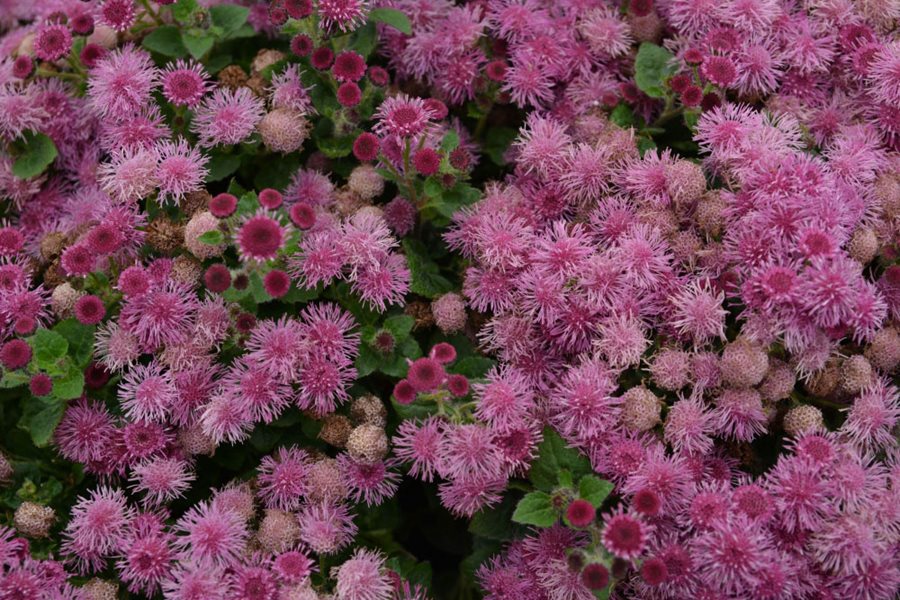 Rose Ageratum Seeds for Soft, Pink Floral Displays