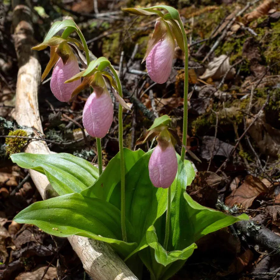 Pink Cypripedium Acaule Flower seeds for Planting - Shade Tolerant, Heirloom & GMO Free Seeds for Home Garden