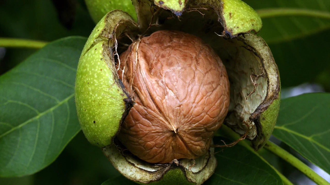 Paradox Walnut Tree Seeds for Planting | Nut & Timber Hybrid