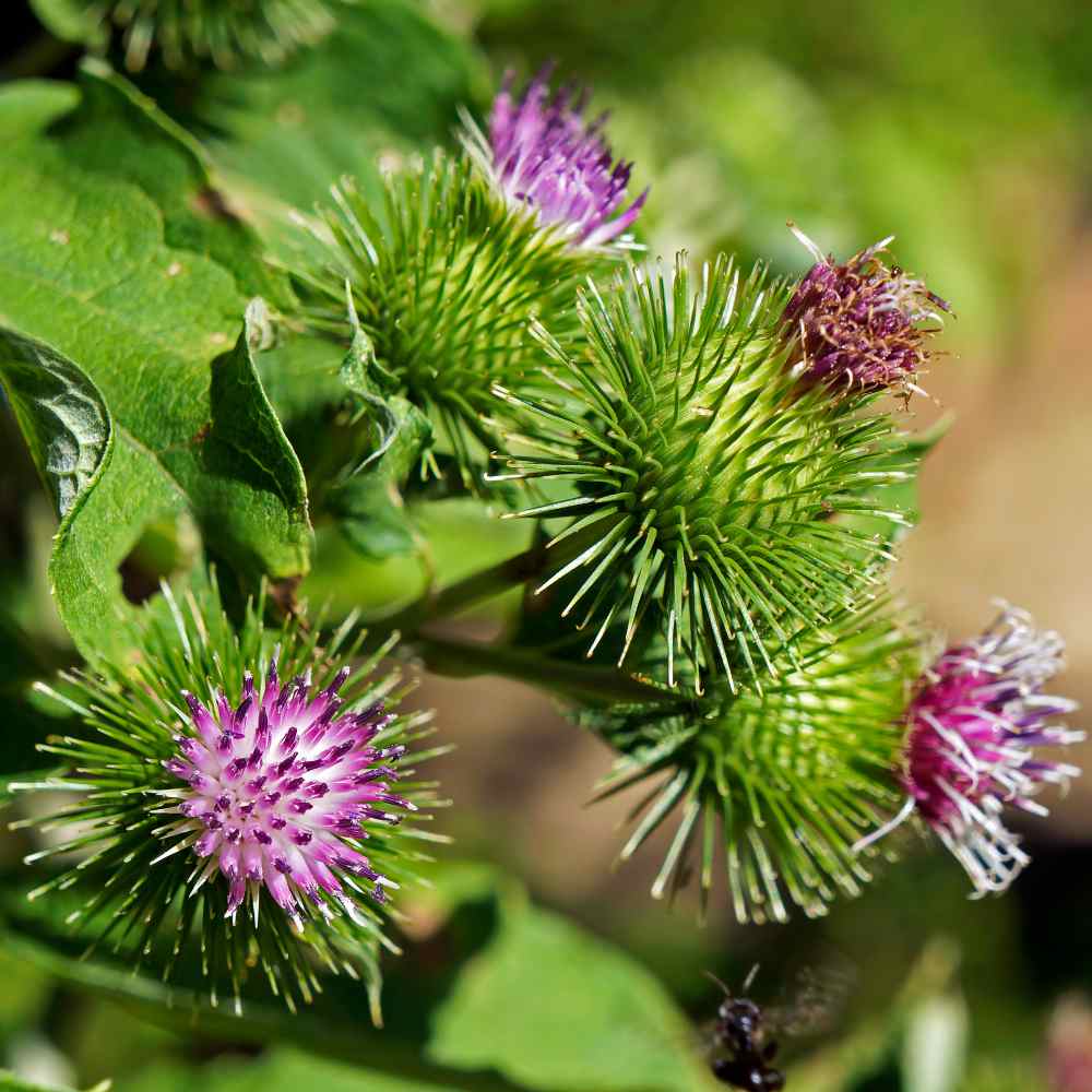 Burdock Seeds – Organic Medicinal Herb Known for Healthy Roots