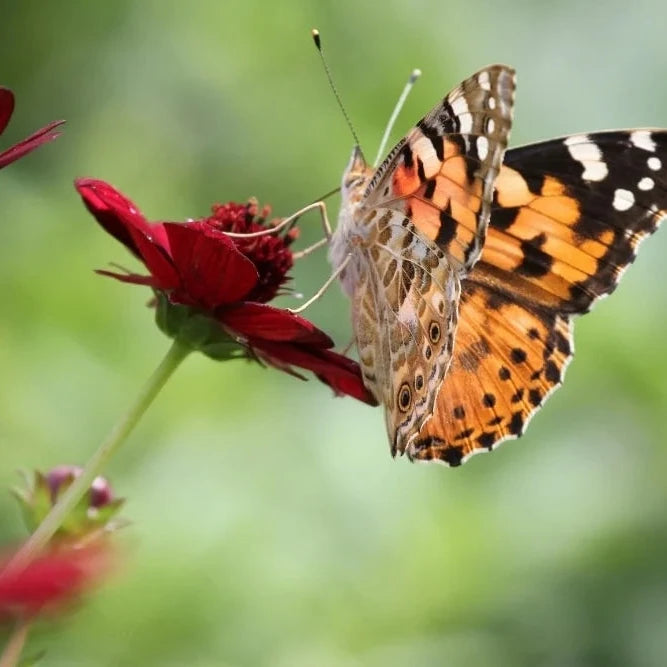 Heirloom Chocolate Cosmos Seeds – Exotic Flowers for Elegant Gardens
