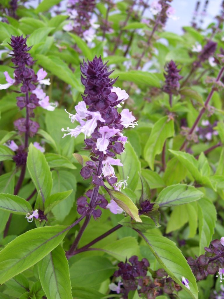 Bushy Cinnamon Basil plant for home herb garden
