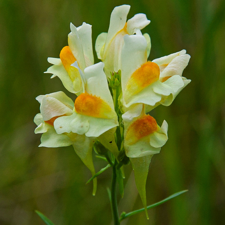 Oldfield Toadflax Flower seeds for Planting - Garden Favorite, Heirloom & GMO Free Seeds for Home Garden