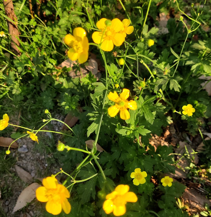 Yellow Buttercup Flower seeds for Planting - Seasonal Bloomer, Heirloom & GMO Free Seeds for Home Garden