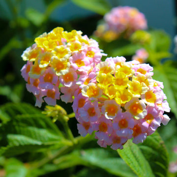 Lantana Flower Seeds – Heat-Tolerant Blooming Ornamental Garden Variety