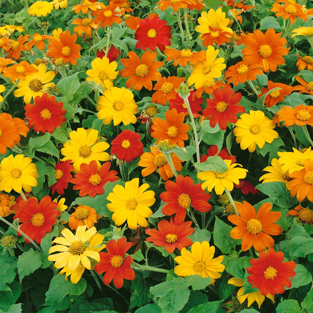 Organic Mexican Sunflower Seeds – Pollinator-Friendly Garden Flowers