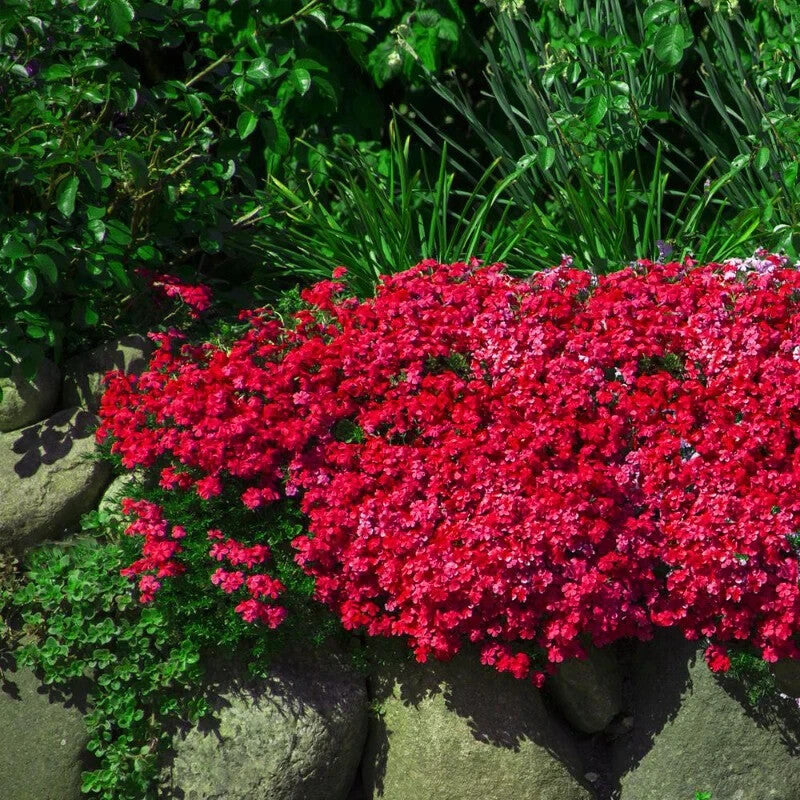 Buy Aubrieta Cultorum Multi-Colour Flower Seeds online