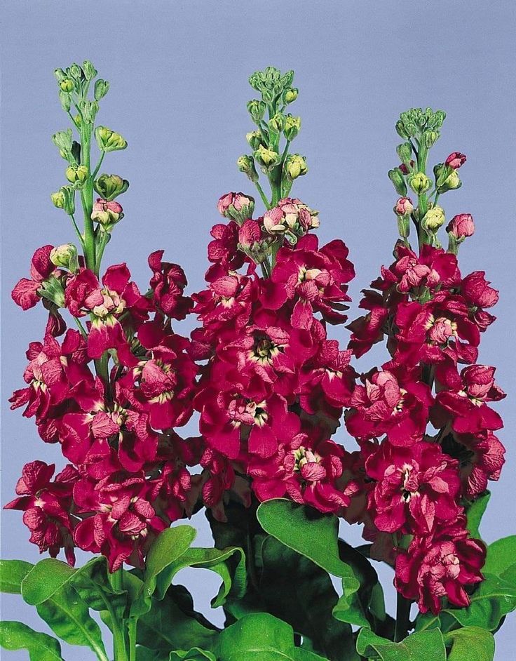 Buy Matthiola Incana maroon flower seeds online