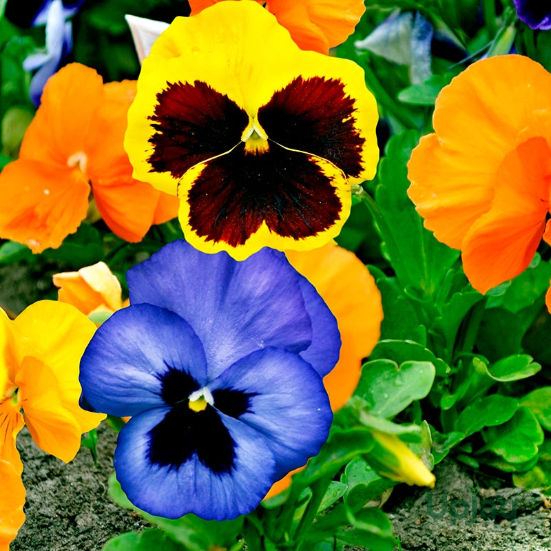 Pansy Rose Flower seeds for Planting - Sun Loving, Heirloom & GMO Free Seeds for Home Garden