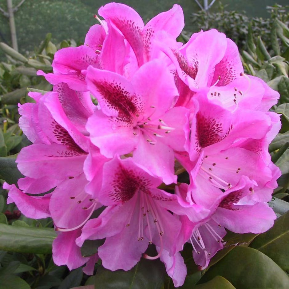 Buy Pink Rhododendron seeds online