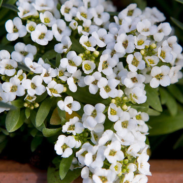 Alyssum Seeds – Organic Non-GMO Fragrant Flower for Borders & Pots
