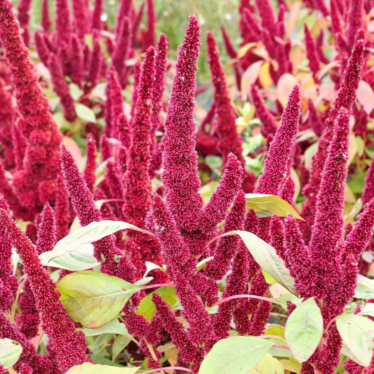 Amaranthus Seeds – Organic Non-GMO Edible and Ornamental Garden Plant