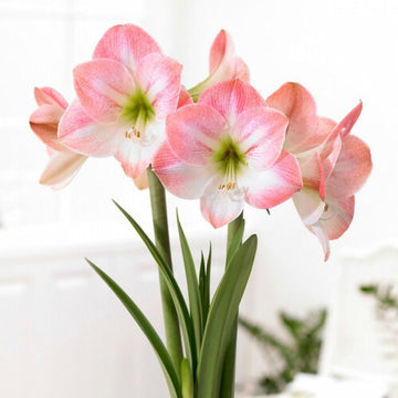 Amaryllis Apple Blossom Seeds – Organic Non-GMO Pink & White Flower Bulb