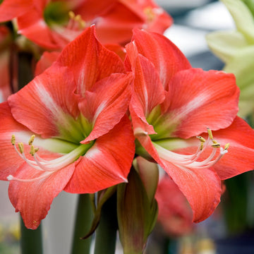 Amaryllis Seeds – Organic Non-GMO Large Blooming Indoor Flower Bulb