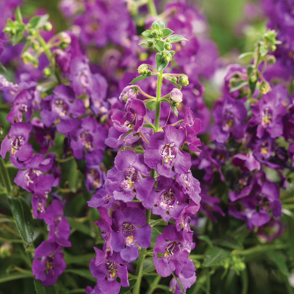 Buy Angelonia Flower Seeds Online – Long-Blooming Ornamental Variety