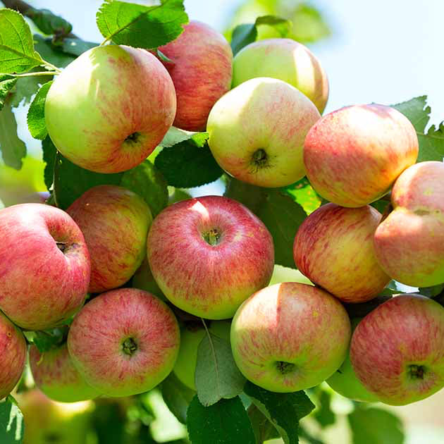 Apple Seeds – Organic Non-GMO Fruit Tree Seeds for Home Gardens