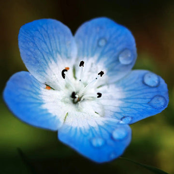 Nemophila Flower Seeds – Cool-Season Blooming Garden Variety