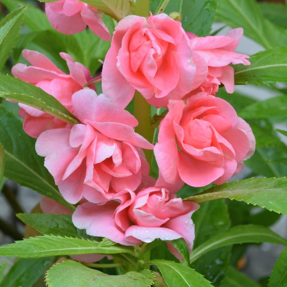 Balsam Flower Seeds – Organic Non-GMO Bright Annual Garden Blooms
