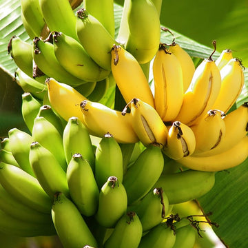 Banana Seeds – Organic Non-GMO Tropical Plant for Home Gardens