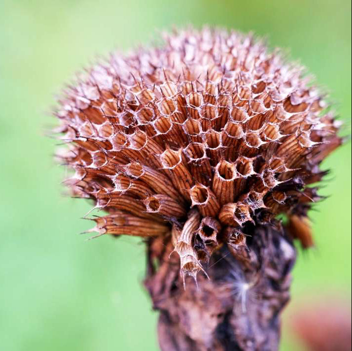 Buy Bee Balm Flower Seeds Online – Monarda didyma for Butterfly Gardens