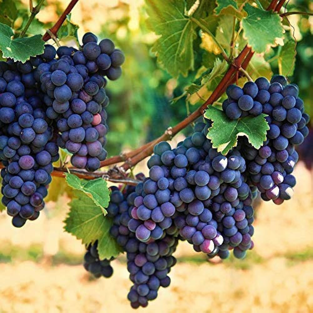 Black Grape Seeds – Organic Non-GMO Fruit Vine for Home Gardens