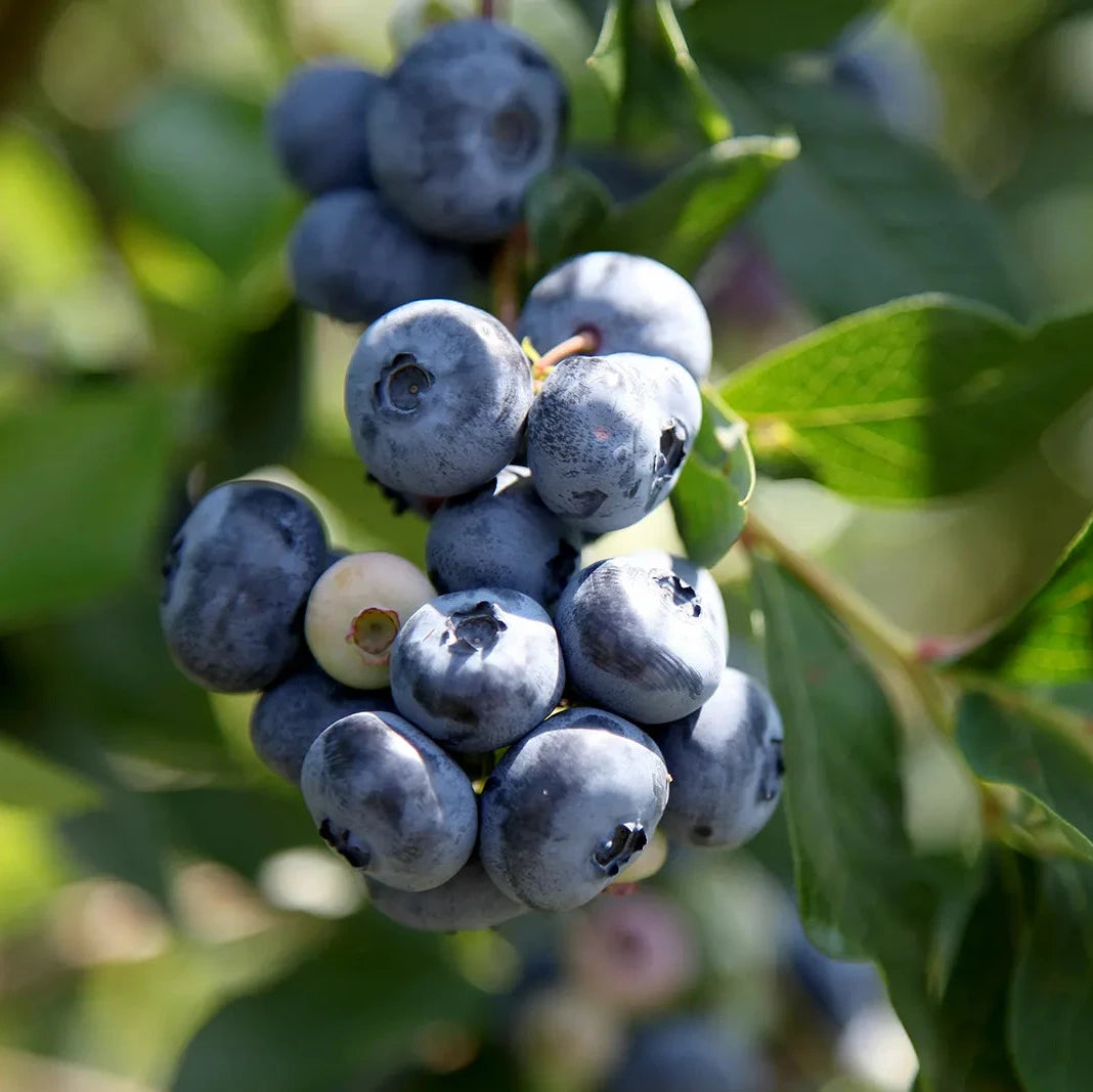 Blueberry Seeds – Organic Non-GMO Antioxidant Fruit for Home Gardens