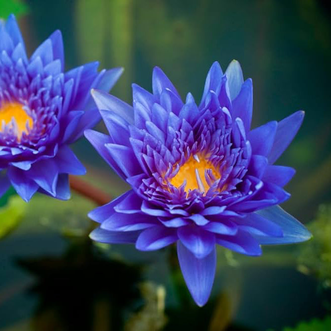 Bonsai Lotus Seeds – Organic Non-GMO Miniature Aquatic Sacred Flower