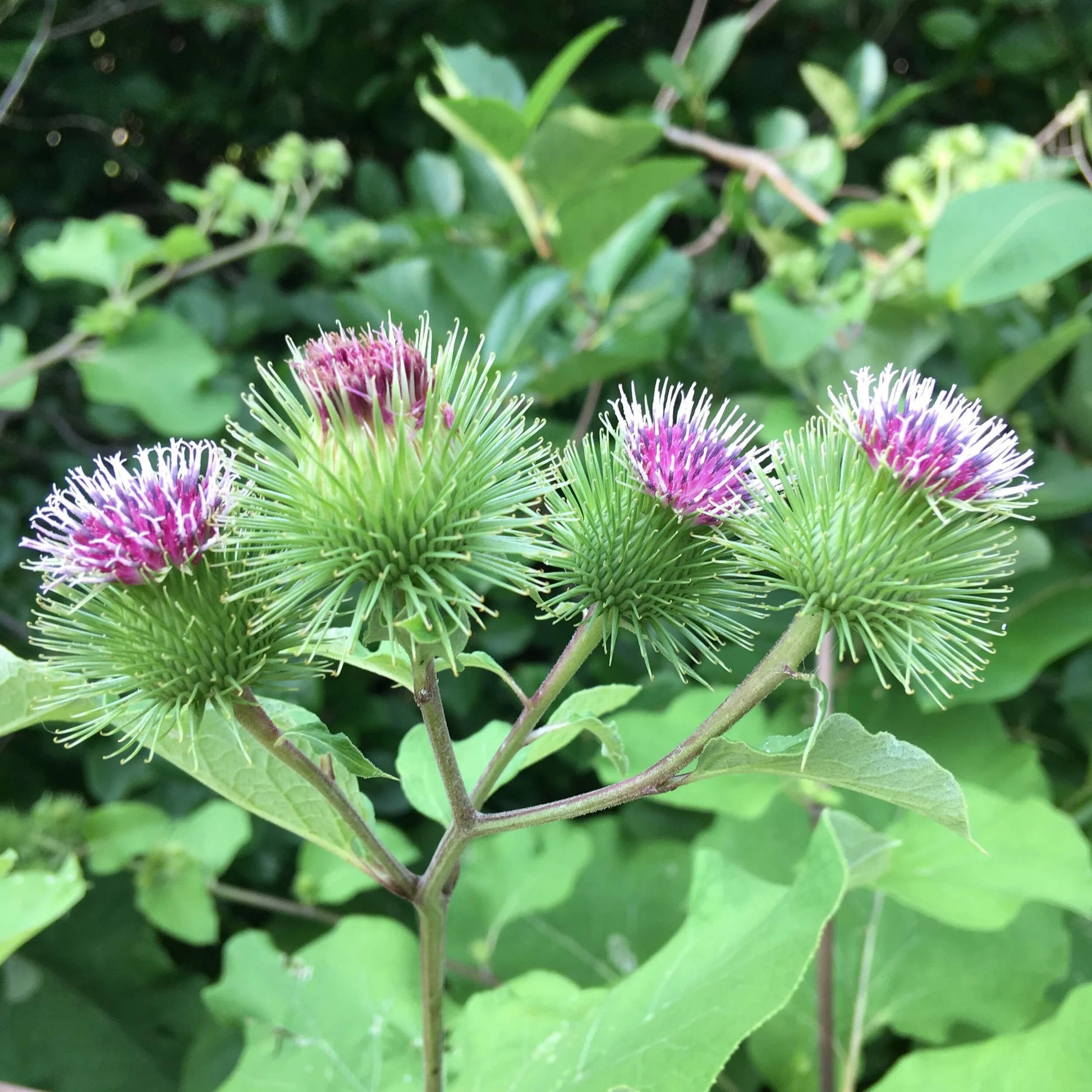 Buy Burdock Seeds Online – Non-GMO Heirloom Variety for Herbal Gardens