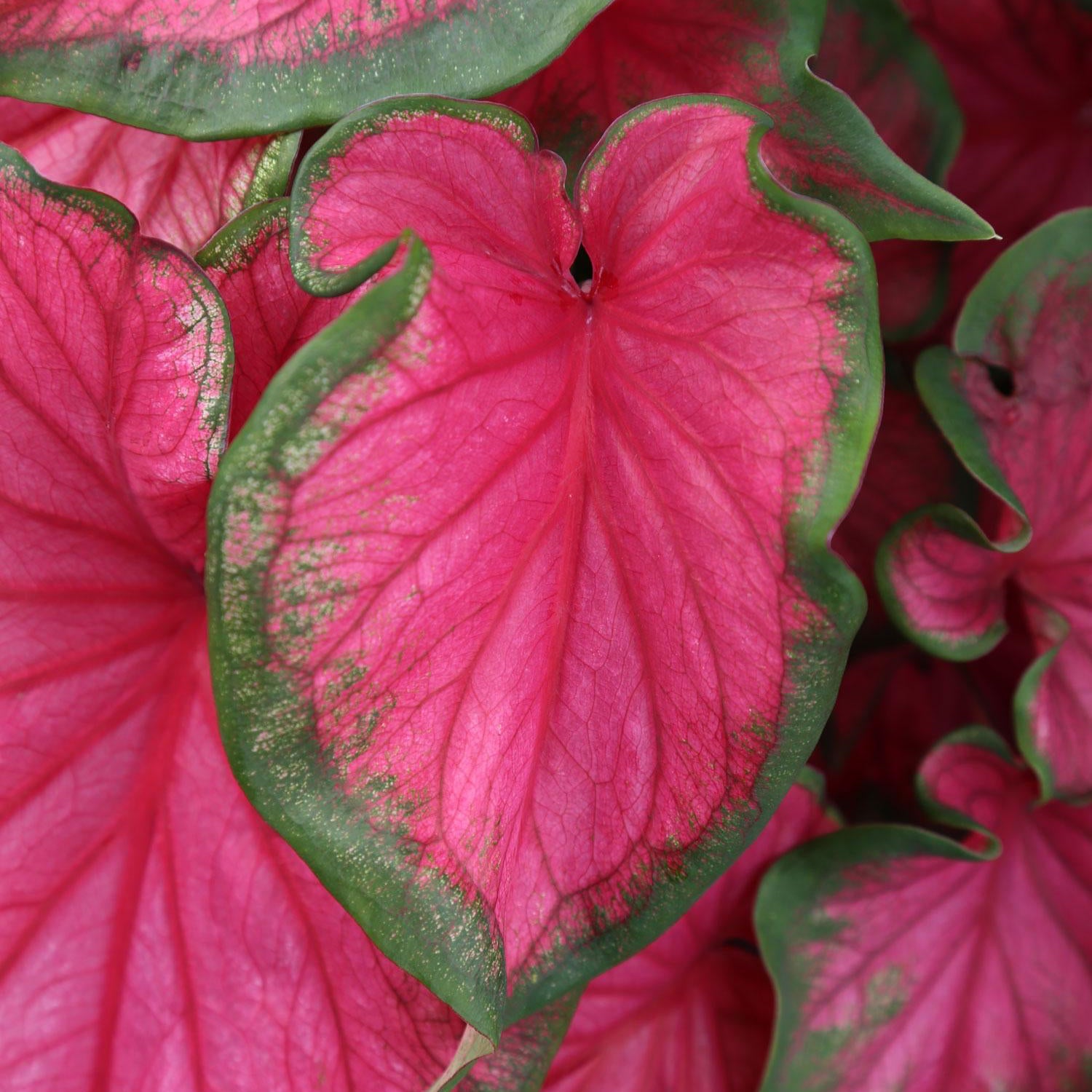 Caladium Bulbs – Organic Non-GMO Colorful Foliage for Home & Shade Gardens