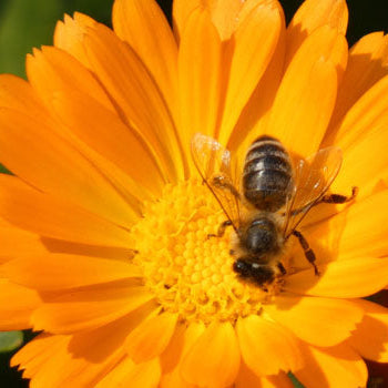 Calendula Seeds – Organic Non-GMO Medicinal and Garden Flowers