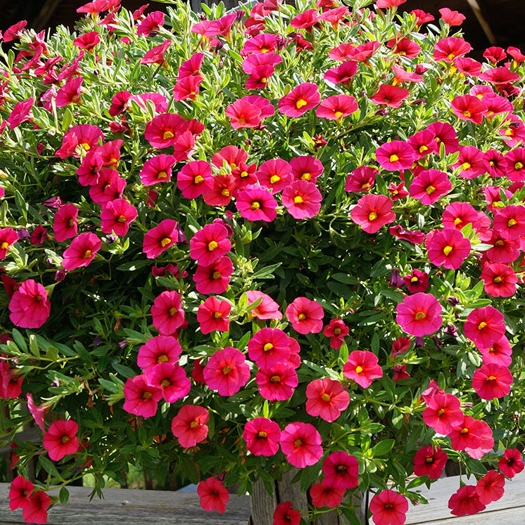 Calibrachoa Seeds – Organic Non-GMO Million Bells Trailing Flowers