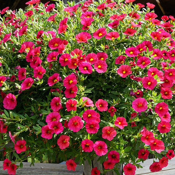 Calibrachoa Seeds – Organic Non-GMO Million Bells Trailing Flowers