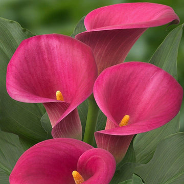 Buy Calla Lily Flower Seeds Online – Zantedeschia aethiopica Variety