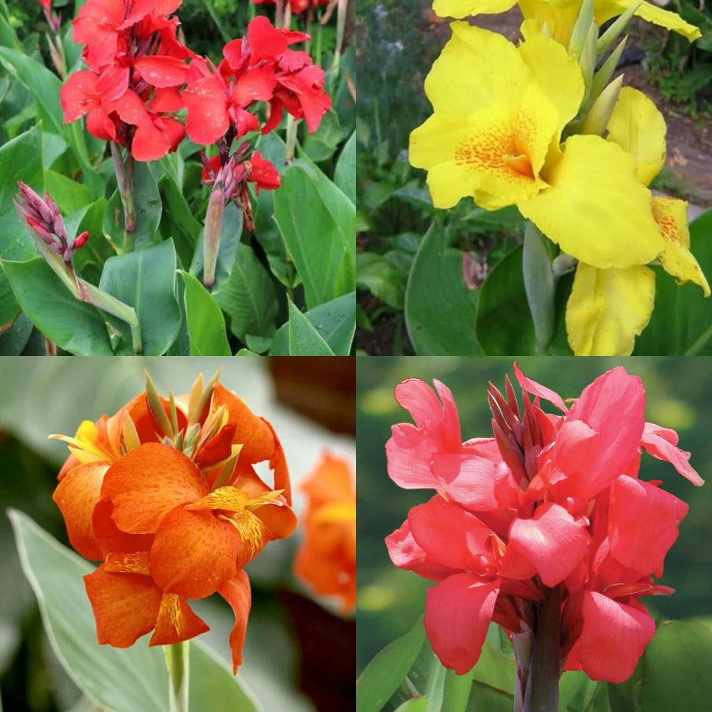 Buy Canna Seeds Online – Canna indica Bold Red and Yellow Blooms