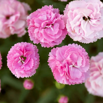 Carnation Flower Seeds – Fragrant Blooming Garden Variety