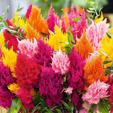 Celosia Flower Seeds – Organic Non-GMO Colorful Summer Blooms for Gardens