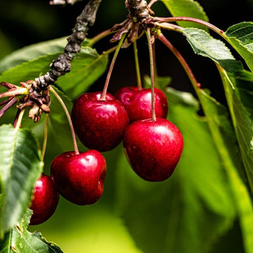 Cherry Tree Seeds – Sweet Fruiting Garden Variety