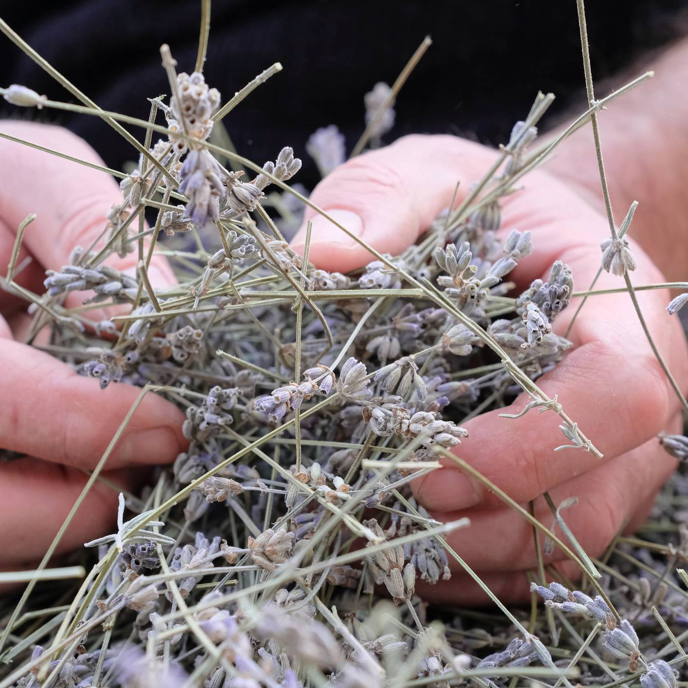 Buy Chervil Seeds Online – Non-GMO Heirloom Culinary Herb