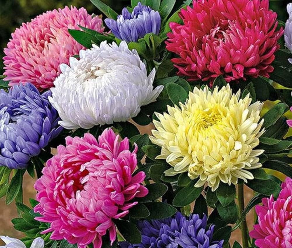 Chinese Aster Seeds – Organic Non-GMO Colorful Garden Flower Variety