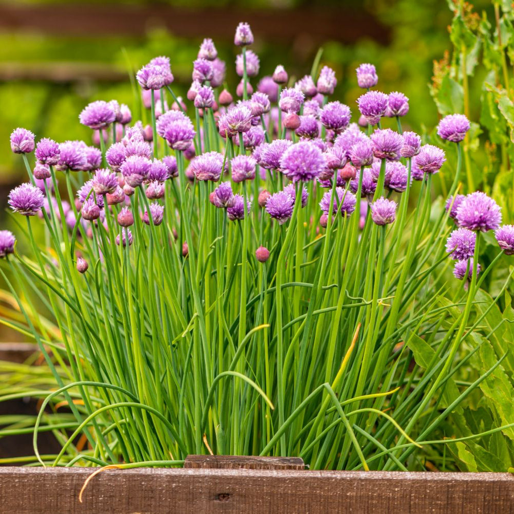 Chive Seeds – Organic Non-GMO Culinary Herb for Kitchen Gardens