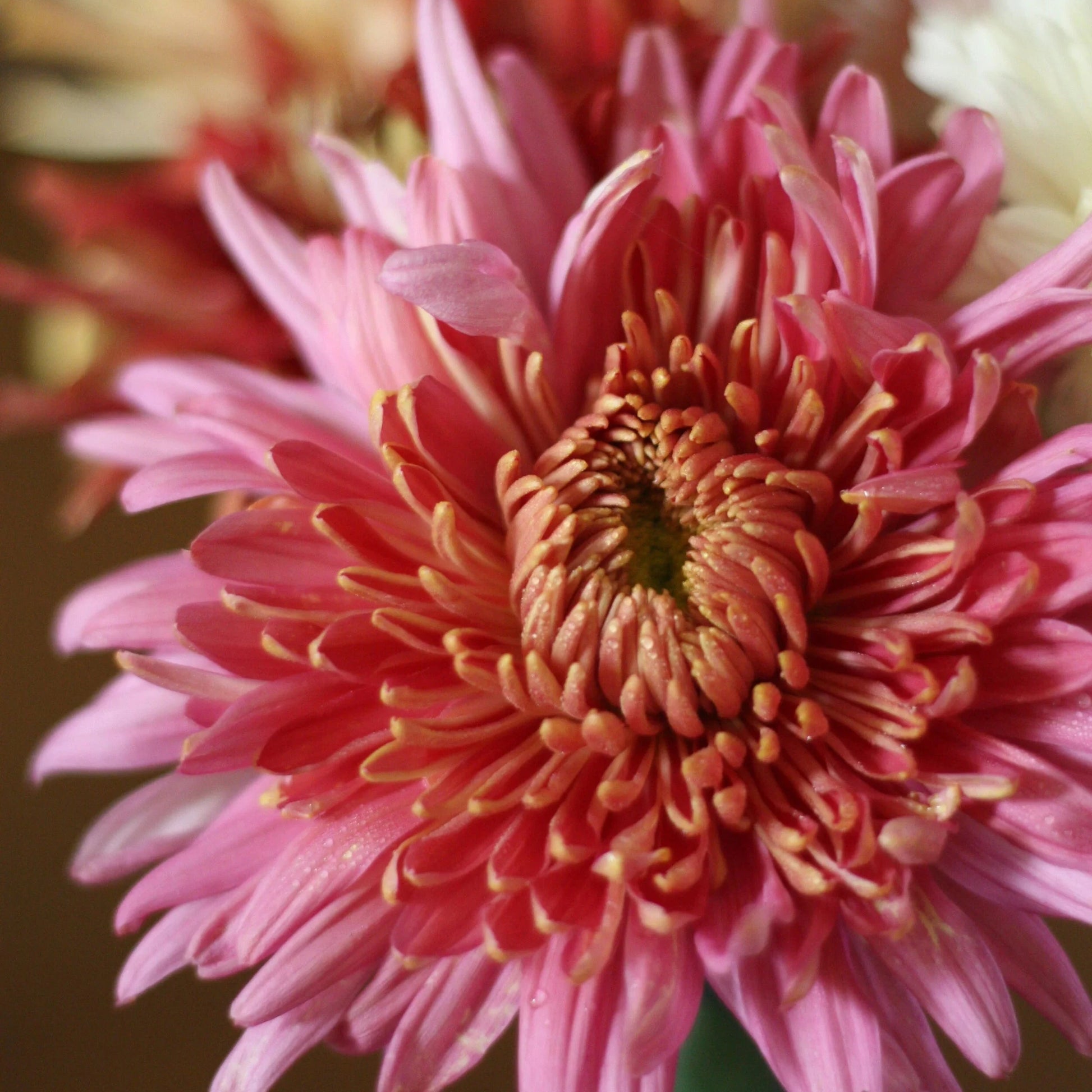 Organic Chrysanthemum Plant Seeds – Seasonal Flowers for Pots & Borders