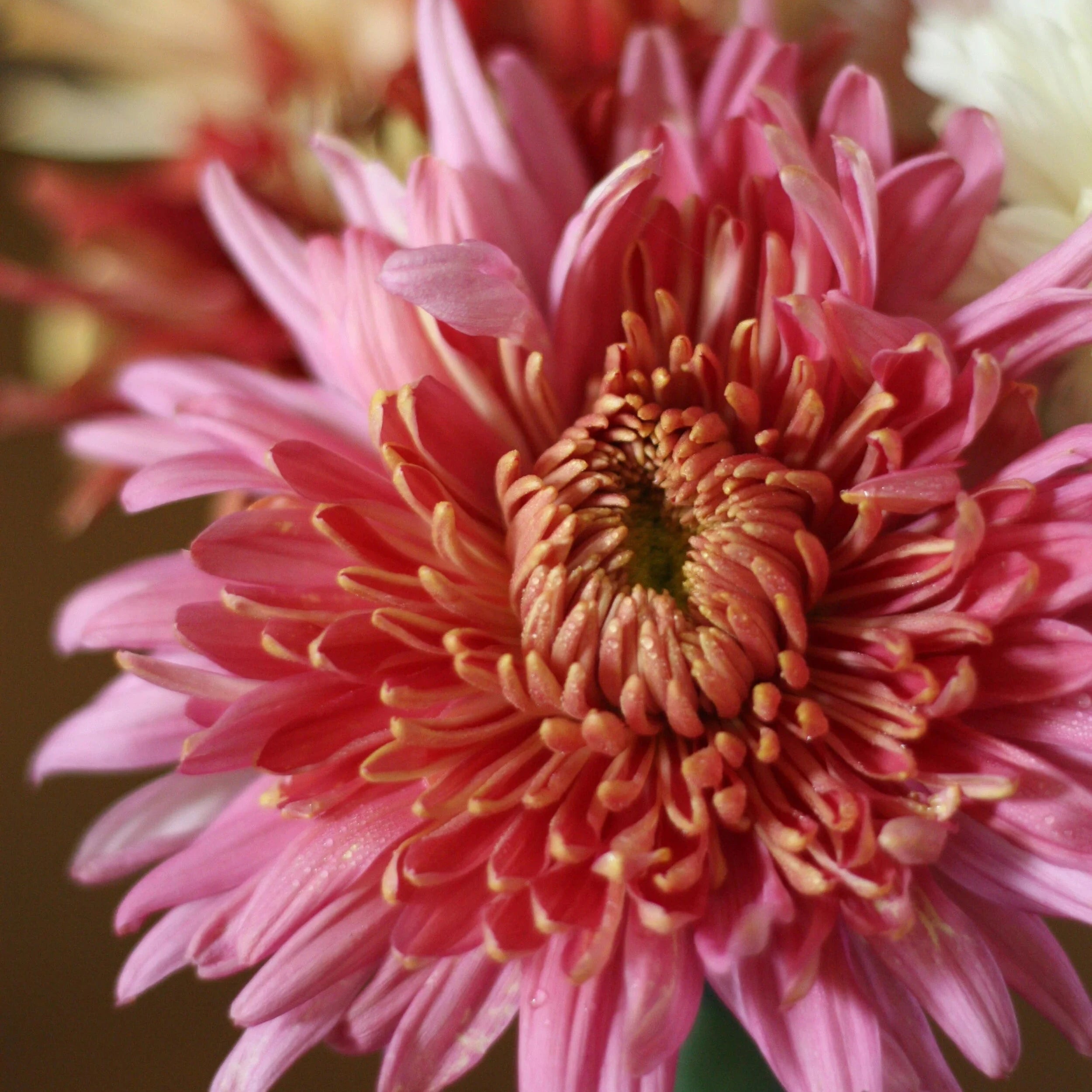 Organic Chrysanthemum Plant Seeds – Seasonal Flowers for Pots & Borders