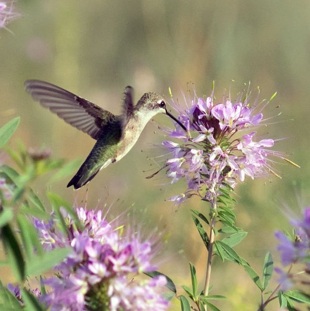 Buy Cleome Seeds Online – Cleome hassleriana Tall Pink and White Blooms