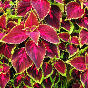 Coleus Seeds – Organic Non-GMO Colorful Ornamental Foliage Plant