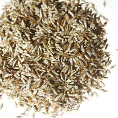 Buy Cornflower (Centaurea cyanus) Seeds Online – Bright Blue Wildflowers