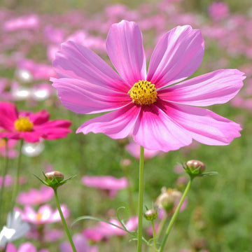 Cosmos Seeds – Organic Non-GMO Colorful Annual Flowers for Gardens