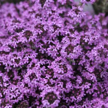 Creeping Thyme Seeds – Fragrant Ground Cover Herb Variety