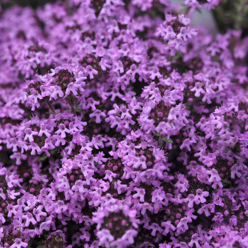 Buy Creeping Thyme Seeds Online – Non-GMO Perennial Pollinator Plant