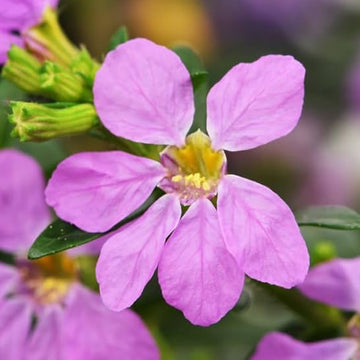 Cuphea Flower Seeds – Organic Non-GMO Mexican Heather for Home Gardens